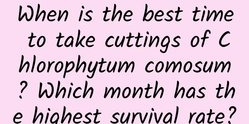 When is the best time to take cuttings of Chlorophytum comosum? Which month has the highest survival rate?
