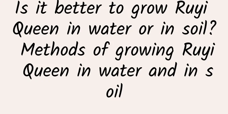 Is it better to grow Ruyi Queen in water or in soil? Methods of growing Ruyi Queen in water and in soil
