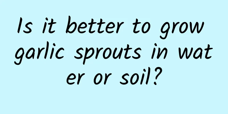 Is it better to grow garlic sprouts in water or soil?