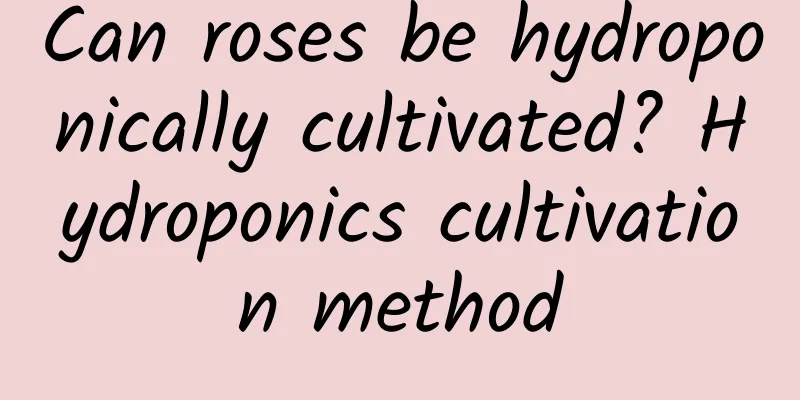 Can roses be hydroponically cultivated? Hydroponics cultivation method