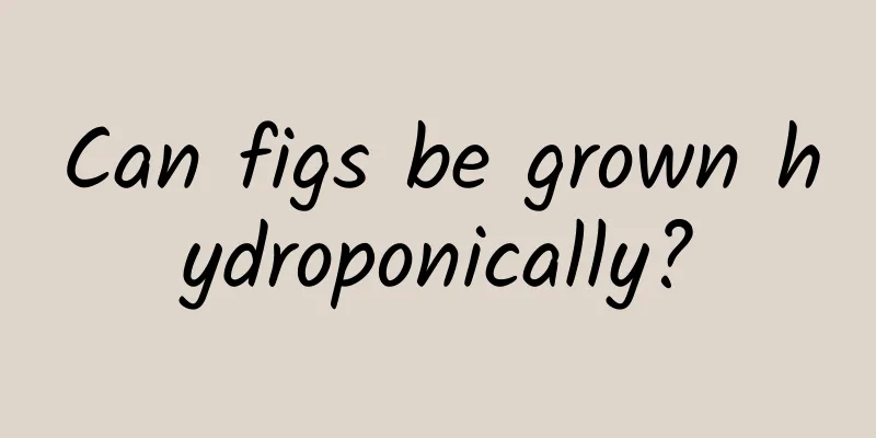 Can figs be grown hydroponically?