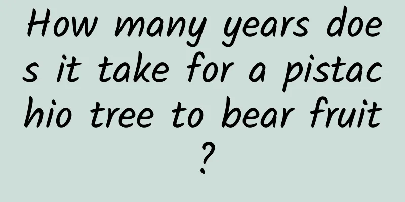 How many years does it take for a pistachio tree to bear fruit?
