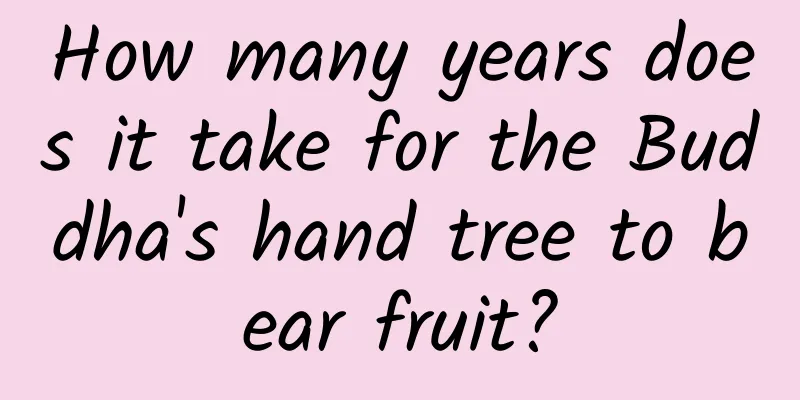 How many years does it take for the Buddha's hand tree to bear fruit?