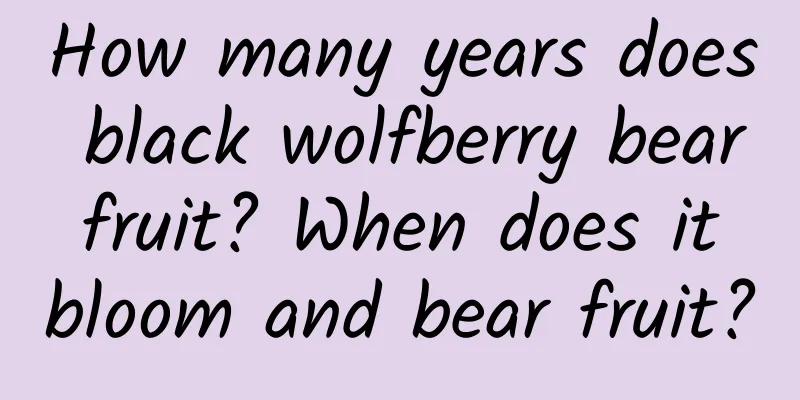 How many years does black wolfberry bear fruit? When does it bloom and bear fruit?
