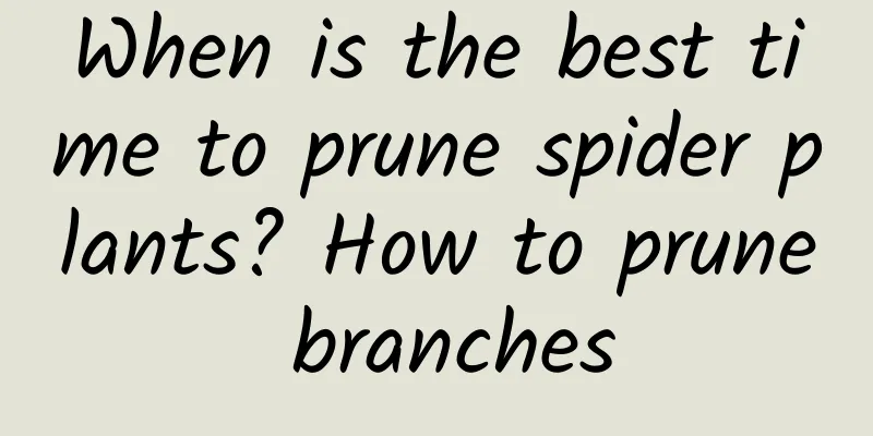 When is the best time to prune spider plants? How to prune branches