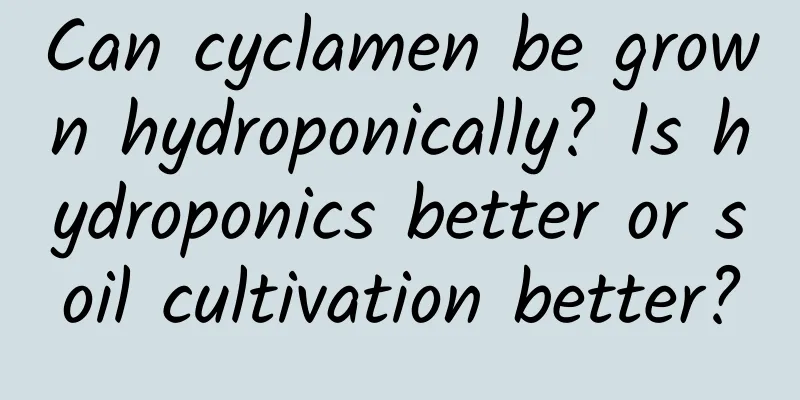Can cyclamen be grown hydroponically? Is hydroponics better or soil cultivation better?