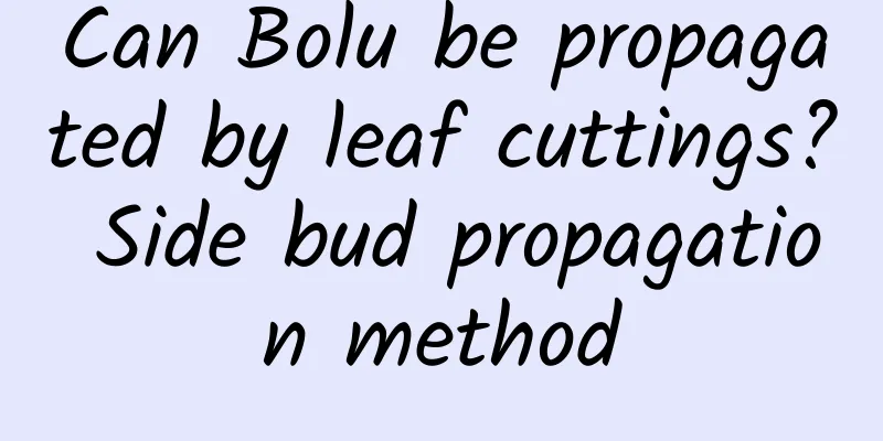 Can Bolu be propagated by leaf cuttings? Side bud propagation method