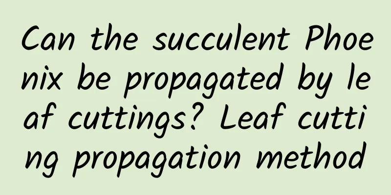 Can the succulent Phoenix be propagated by leaf cuttings? Leaf cutting propagation method