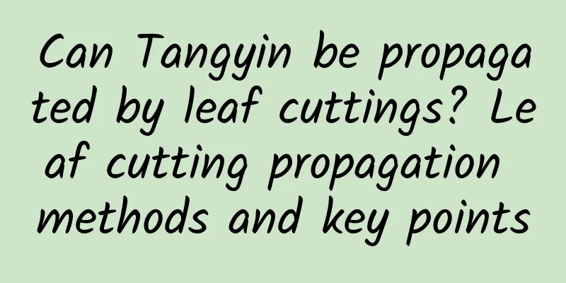 Can Tangyin be propagated by leaf cuttings? Leaf cutting propagation methods and key points
