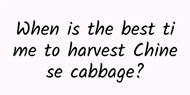 When is the best time to harvest Chinese cabbage?