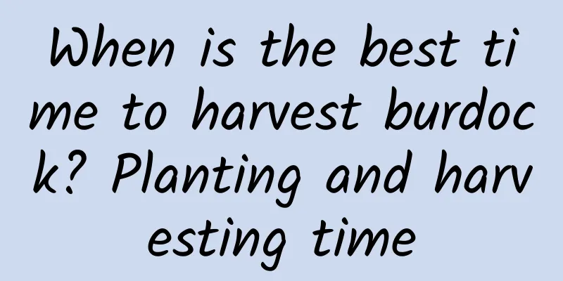 When is the best time to harvest burdock? Planting and harvesting time