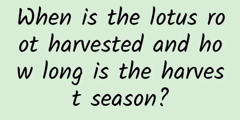 When is the lotus root harvested and how long is the harvest season?