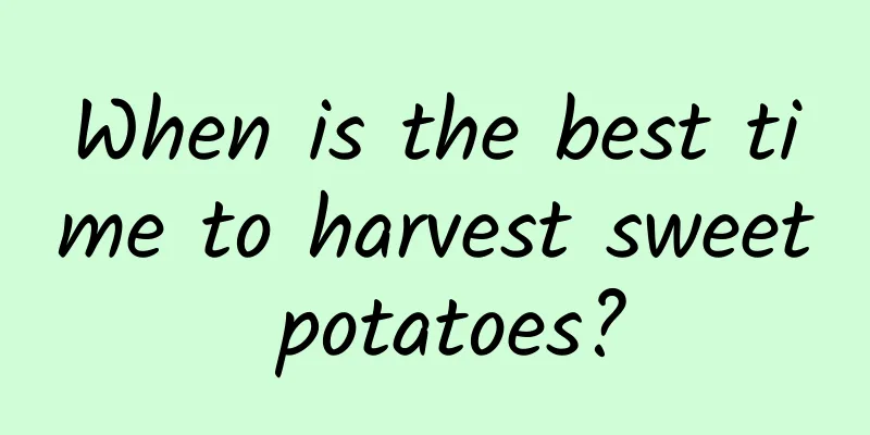 When is the best time to harvest sweet potatoes?