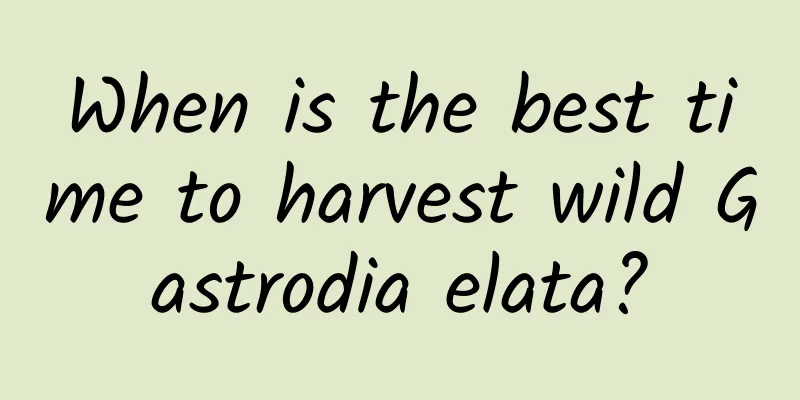 When is the best time to harvest wild Gastrodia elata?