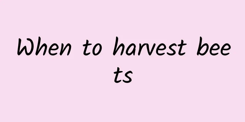 When to harvest beets