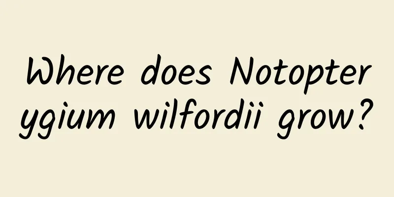 Where does Notopterygium wilfordii grow?