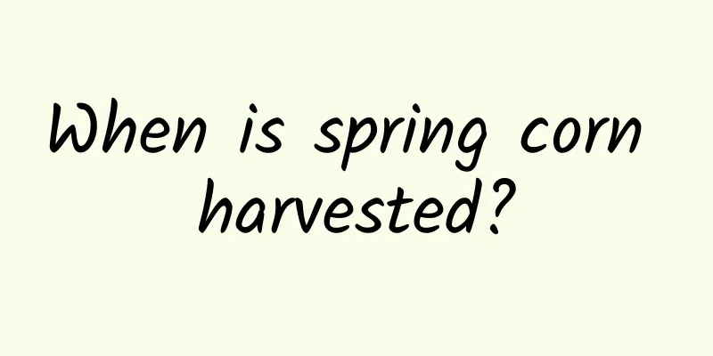 When is spring corn harvested?