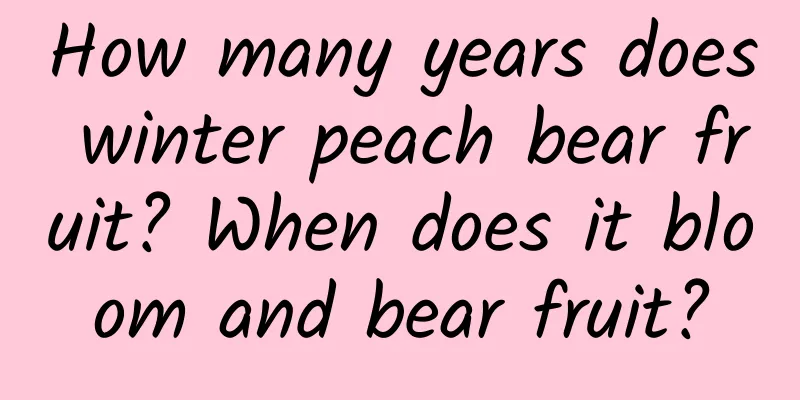 How many years does winter peach bear fruit? When does it bloom and bear fruit?