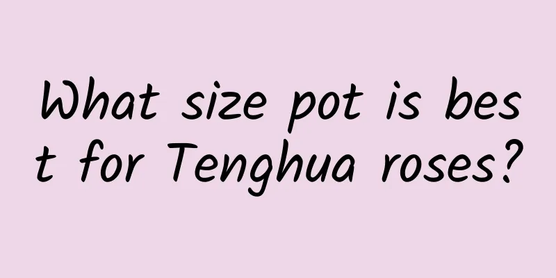 What size pot is best for Tenghua roses?