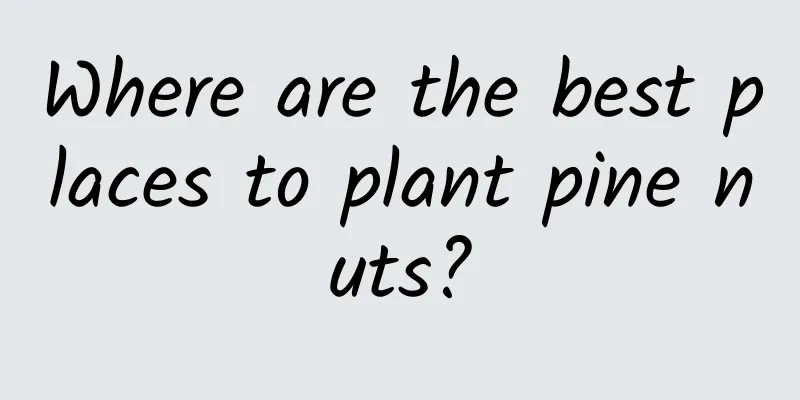 Where are the best places to plant pine nuts?