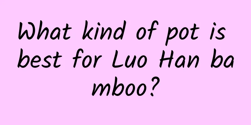 What kind of pot is best for Luo Han bamboo?