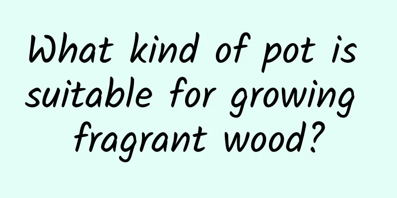 What kind of pot is suitable for growing fragrant wood?