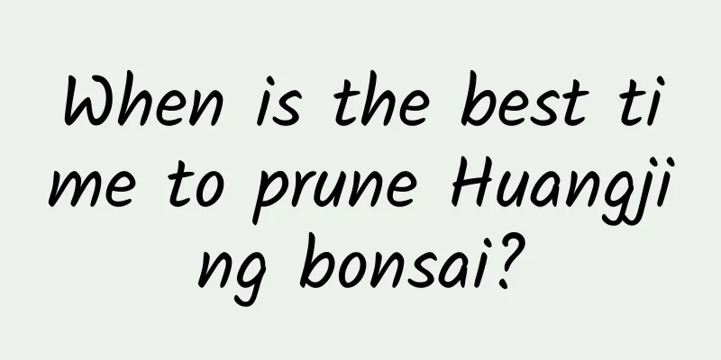 When is the best time to prune Huangjing bonsai?