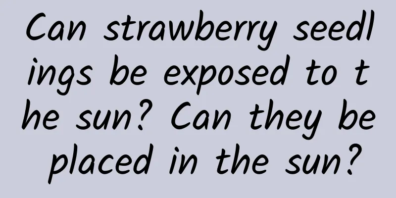 Can strawberry seedlings be exposed to the sun? Can they be placed in the sun?