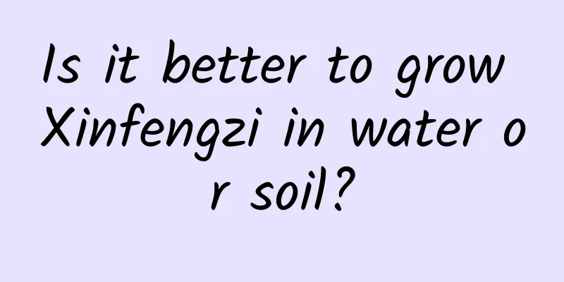 Is it better to grow Xinfengzi in water or soil?