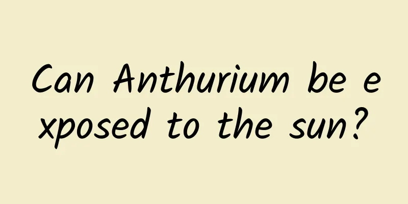 Can Anthurium be exposed to the sun?