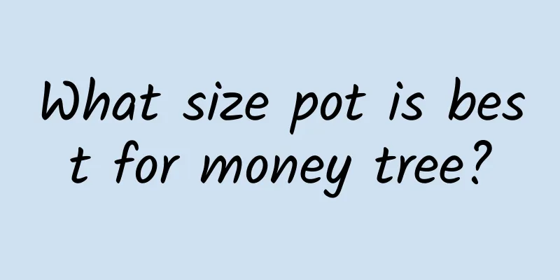 What size pot is best for money tree?