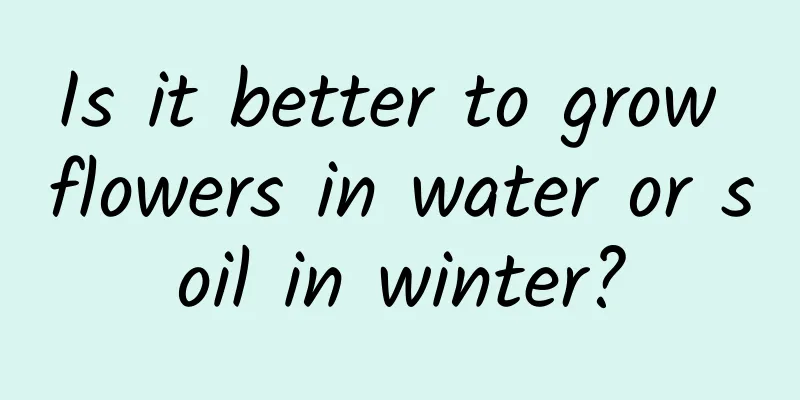 Is it better to grow flowers in water or soil in winter?