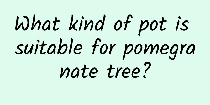What kind of pot is suitable for pomegranate tree?