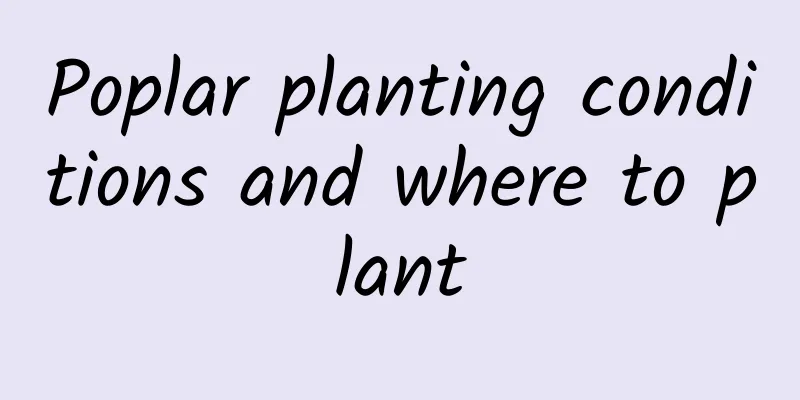 Poplar planting conditions and where to plant