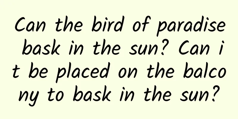 Can the bird of paradise bask in the sun? Can it be placed on the balcony to bask in the sun?