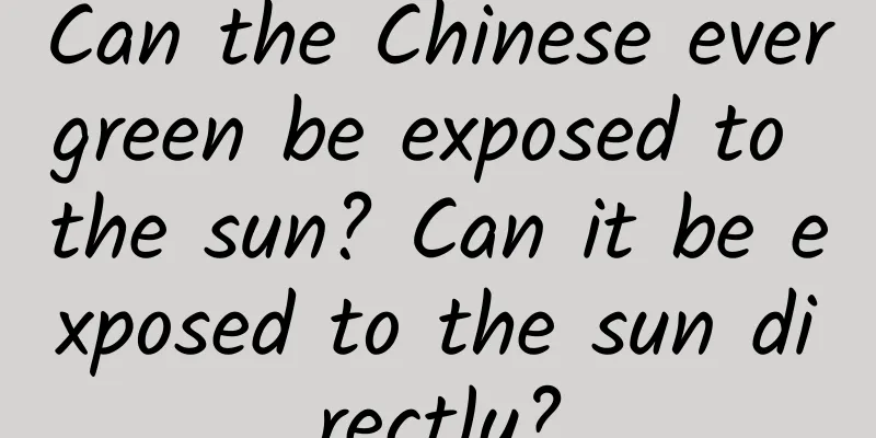 Can the Chinese evergreen be exposed to the sun? Can it be exposed to the sun directly?