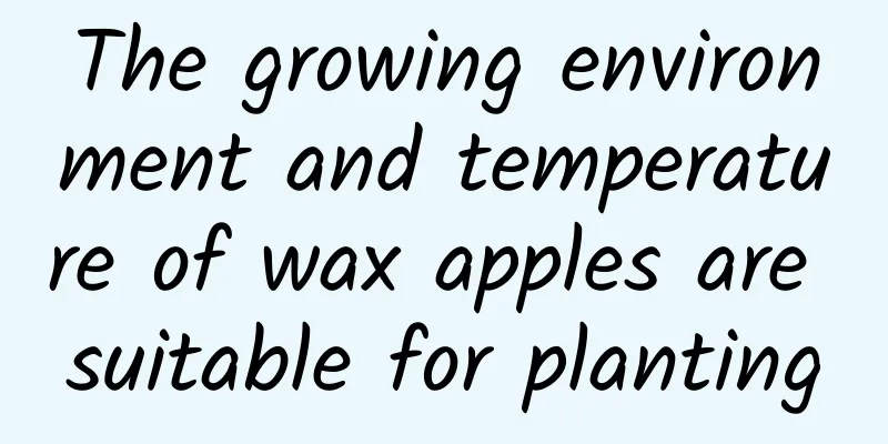 The growing environment and temperature of wax apples are suitable for planting