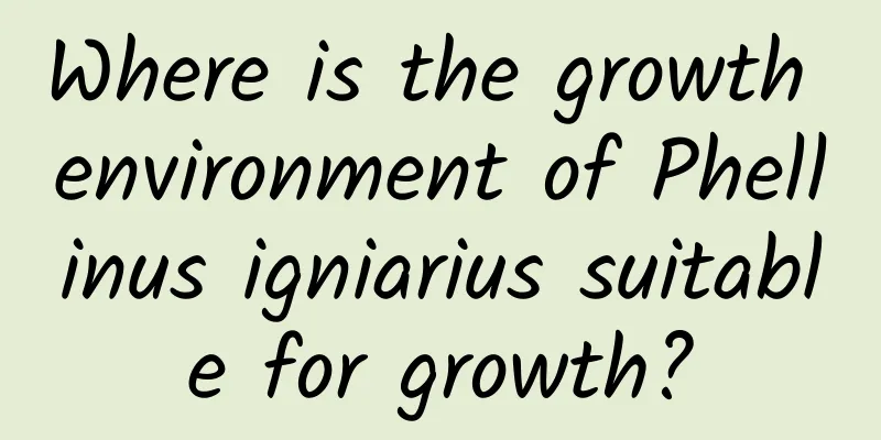 Where is the growth environment of Phellinus igniarius suitable for growth?