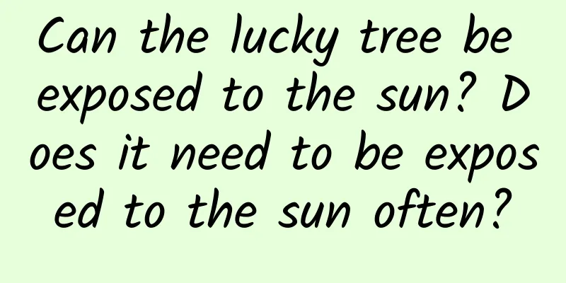 Can the lucky tree be exposed to the sun? Does it need to be exposed to the sun often?