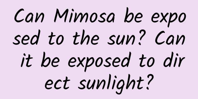 Can Mimosa be exposed to the sun? Can it be exposed to direct sunlight?