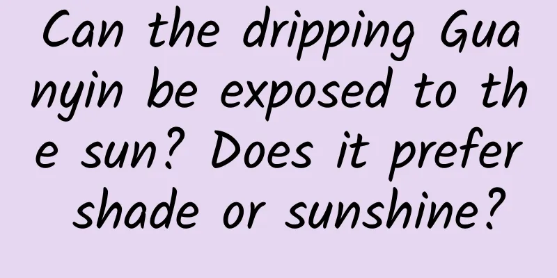 Can the dripping Guanyin be exposed to the sun? Does it prefer shade or sunshine?