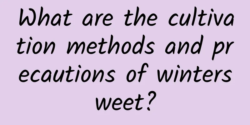 What are the cultivation methods and precautions of wintersweet?