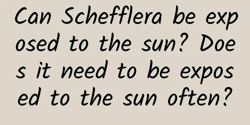 Can Schefflera be exposed to the sun? Does it need to be exposed to the sun often?
