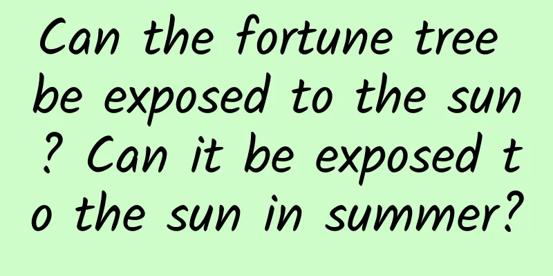 Can the fortune tree be exposed to the sun? Can it be exposed to the sun in summer?
