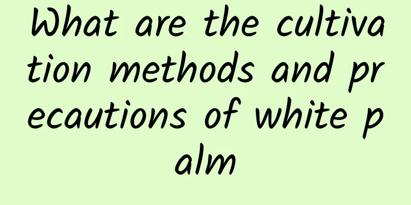 What are the cultivation methods and precautions of white palm