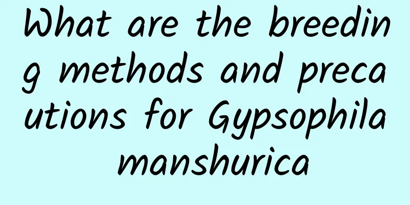 What are the breeding methods and precautions for Gypsophila manshurica