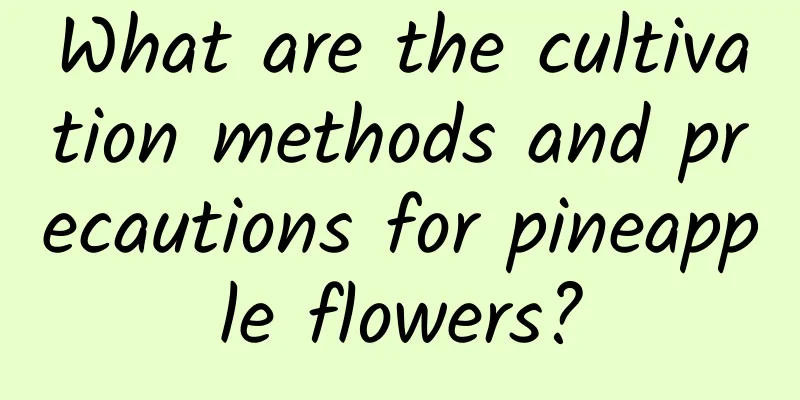 What are the cultivation methods and precautions for pineapple flowers?