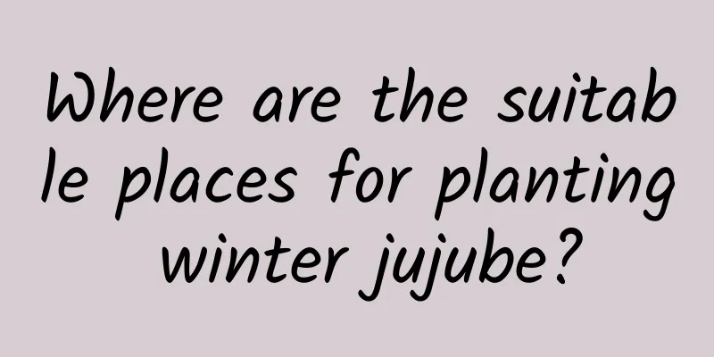 Where are the suitable places for planting winter jujube?