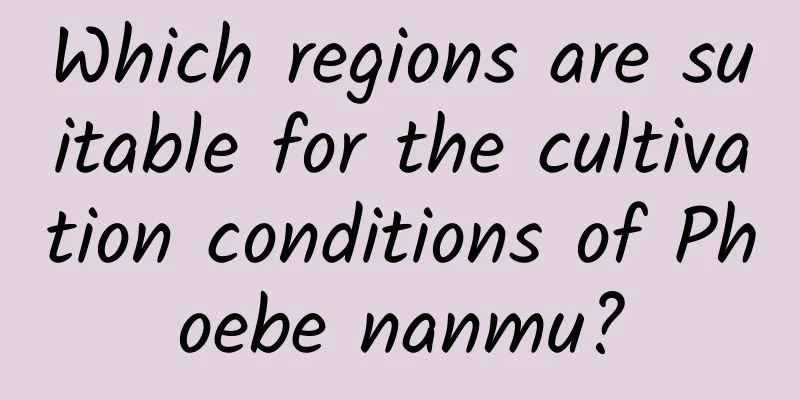 Which regions are suitable for the cultivation conditions of Phoebe nanmu?