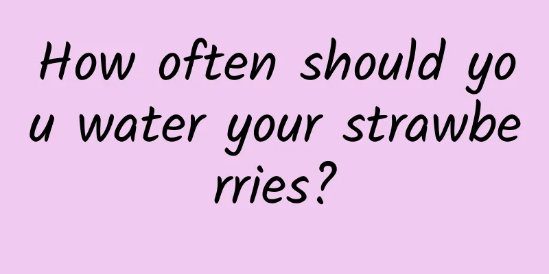 How often should you water your strawberries?